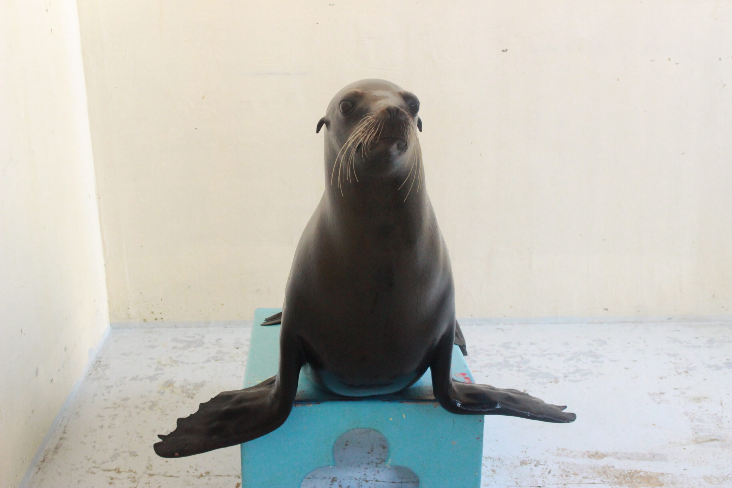 期待のルーキー 体験型水族館とおもちゃ遊園地 南知多ビーチランド 南知多おもちゃ王国 愛知県知多半島