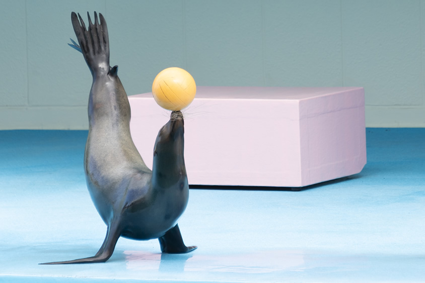 カリフォルニアアシカ