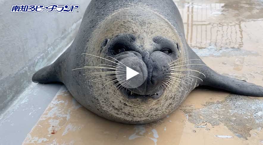 水の生き物たち - 体験型水族館とおもちゃ遊園地 南知多ビーチランド