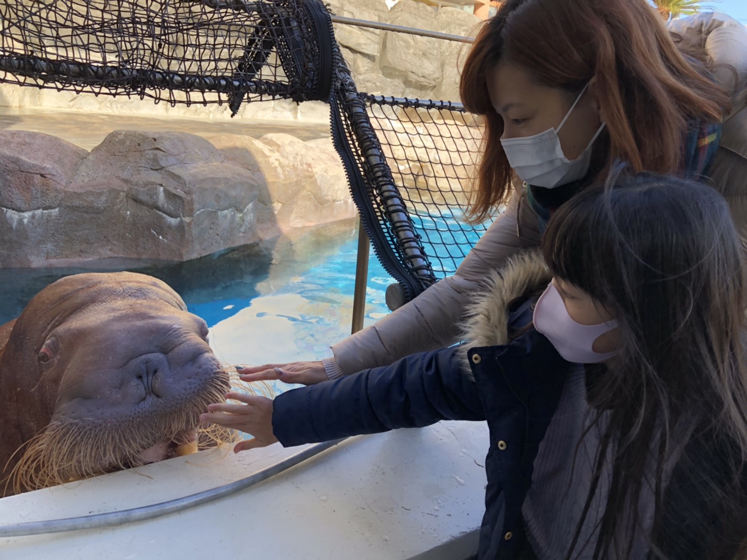 セイウチにタッチ エサをあげよう 体験型水族館とおもちゃ遊園地 南知多ビーチランド 南知多おもちゃ王国 愛知県知多半島