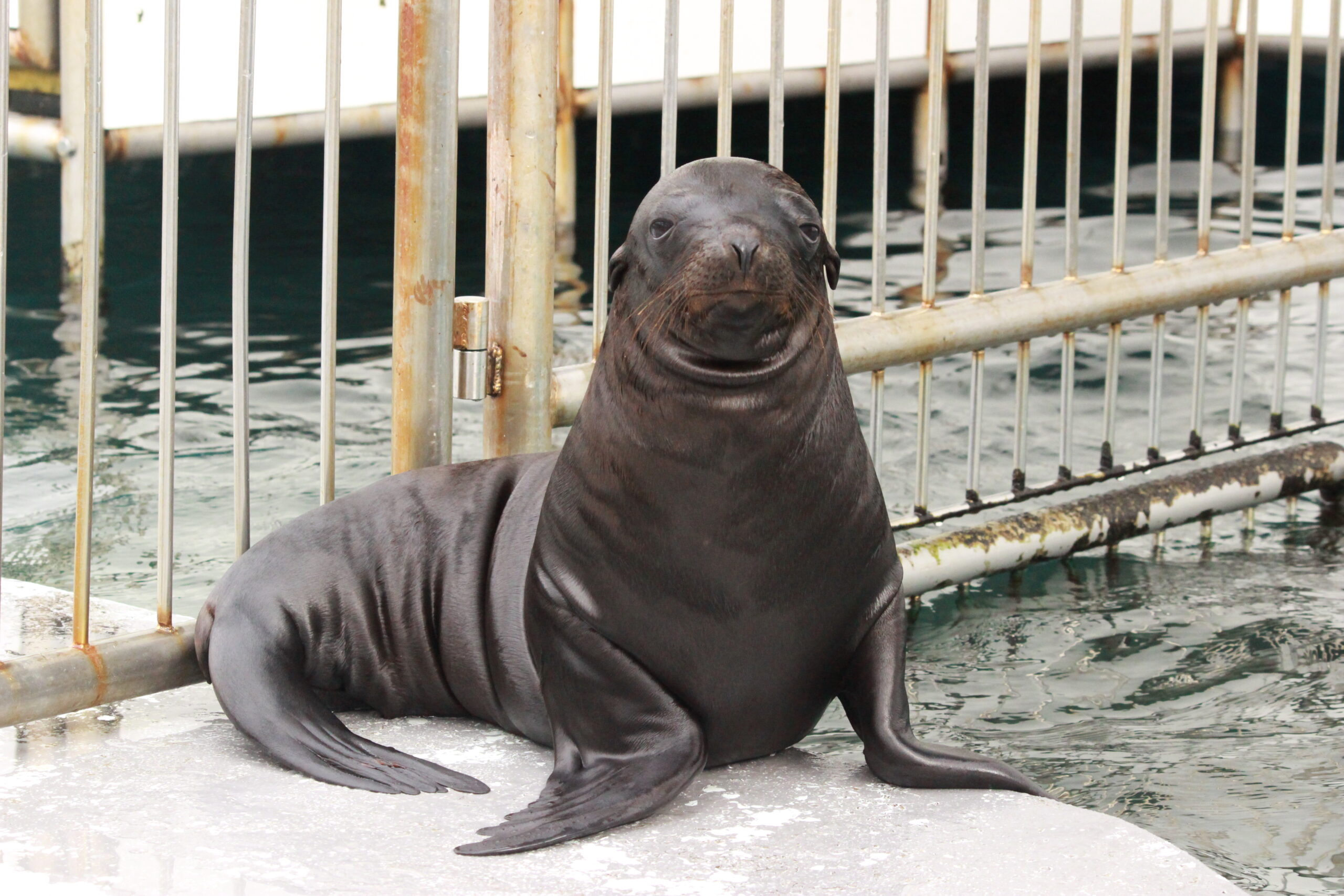 アシカ アーカイブ 体験型水族館とおもちゃ遊園地 南知多ビーチランド 南知多おもちゃ王国 愛知県知多半島