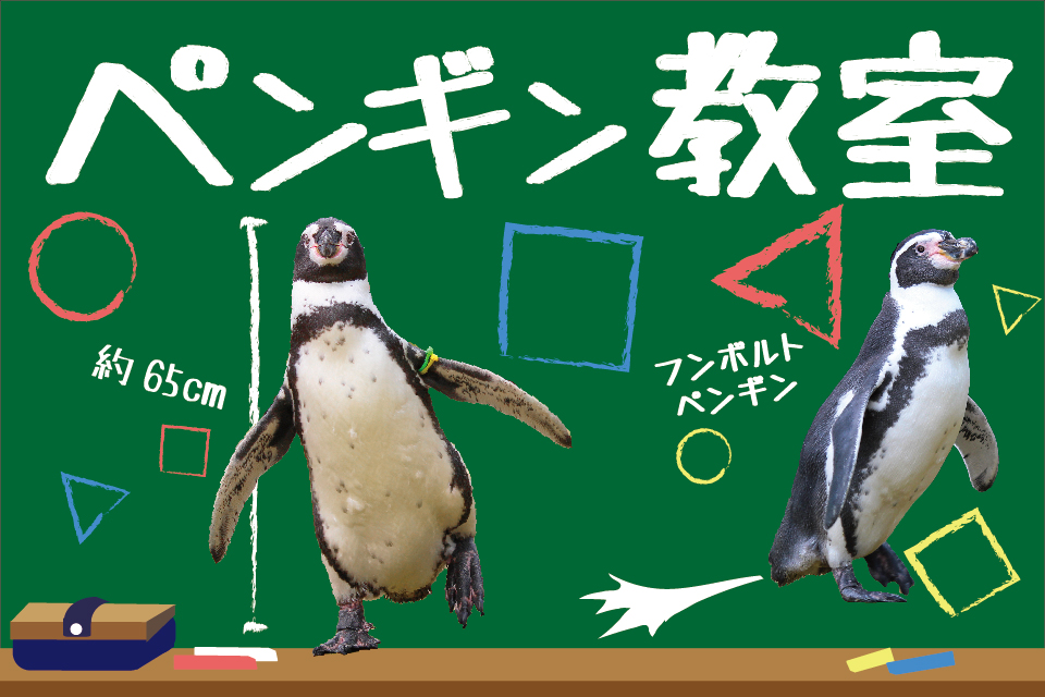【～9/30まで】ペンギン教室
