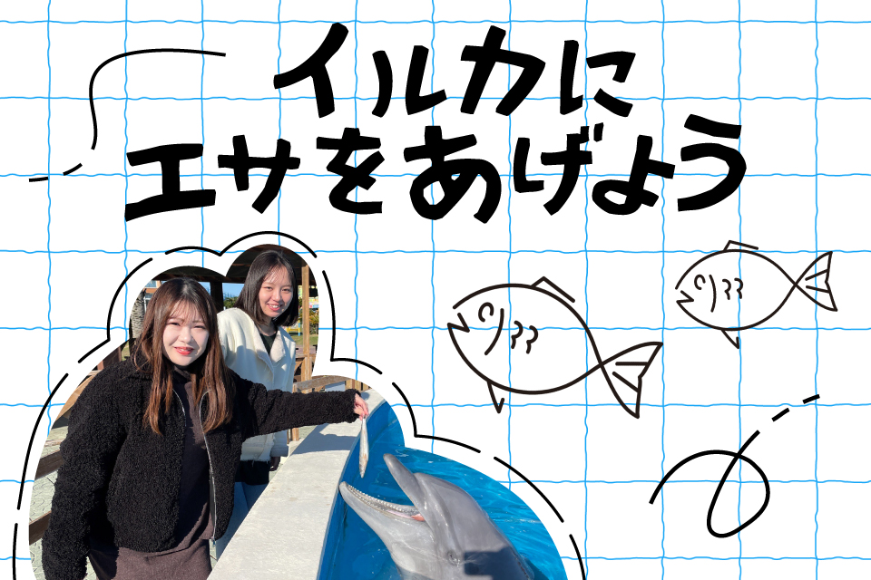 イルカにエサをあげよう