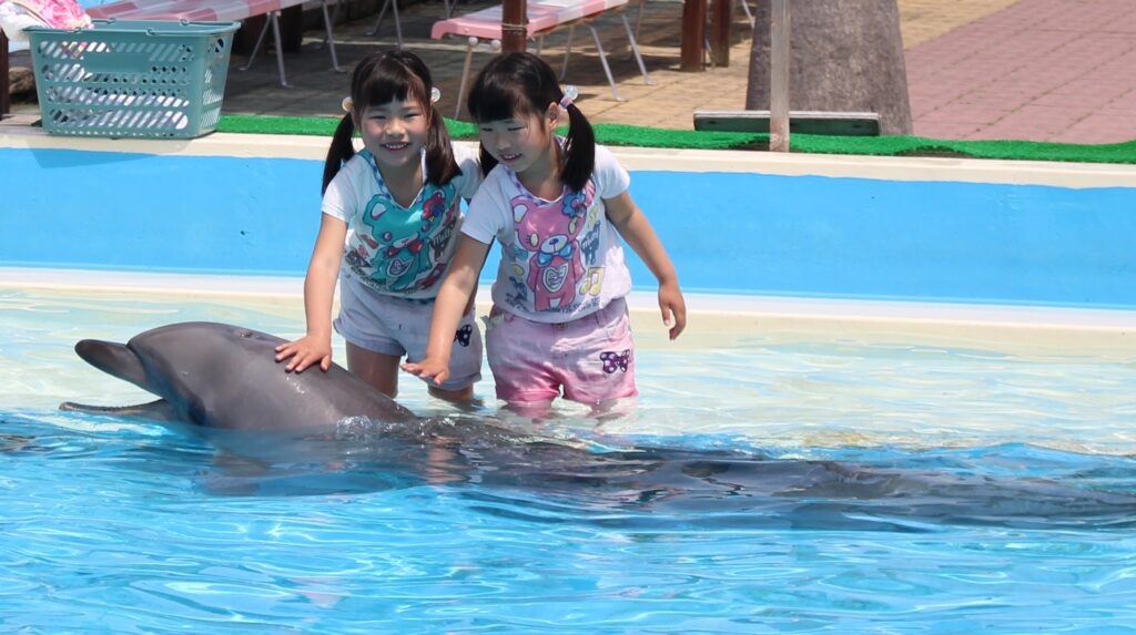 プールの中でイルカにタッチ - 体験型水族館とおもちゃ遊園地 南知多