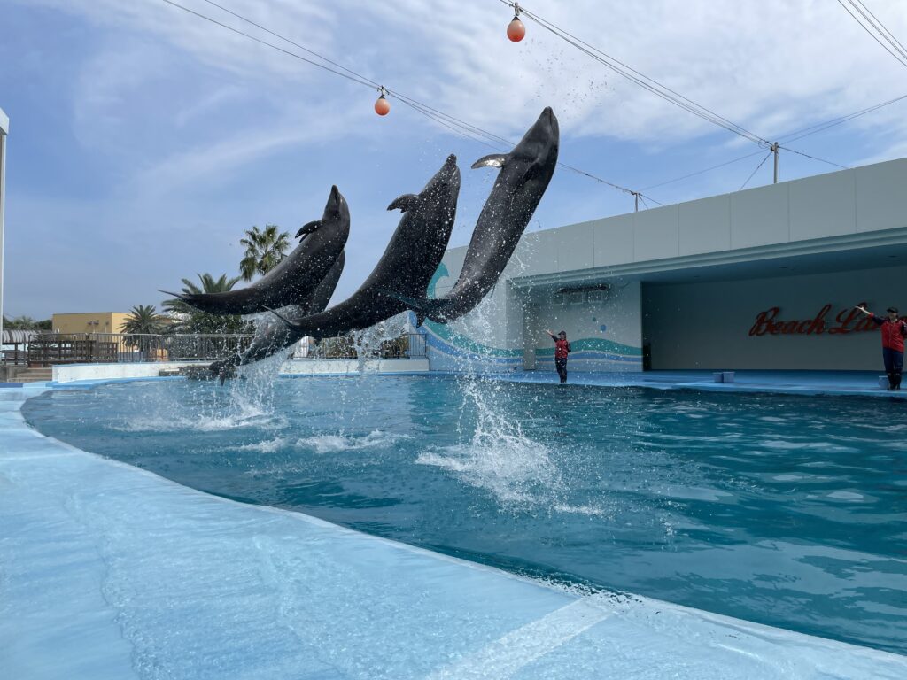 イルカショー ジョイフル 体験型水族館とおもちゃ遊園地 南知多ビーチランド 南知多おもちゃ王国 愛知県知多半島