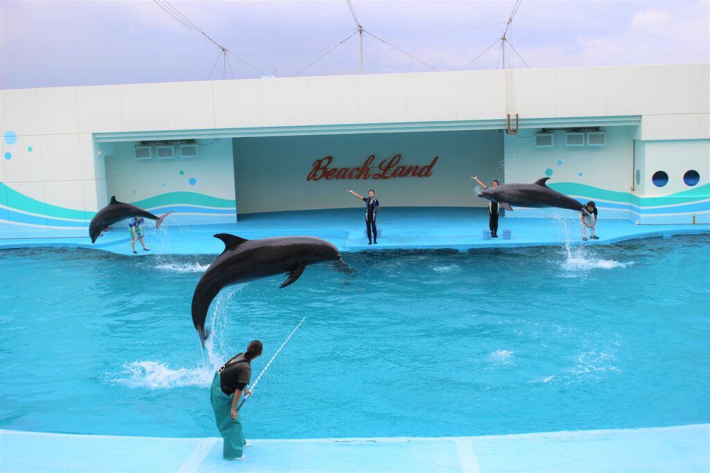 イルカショー ジョイフル 体験型水族館とおもちゃ遊園地 南知多ビーチランド 南知多おもちゃ王国 愛知県知多半島