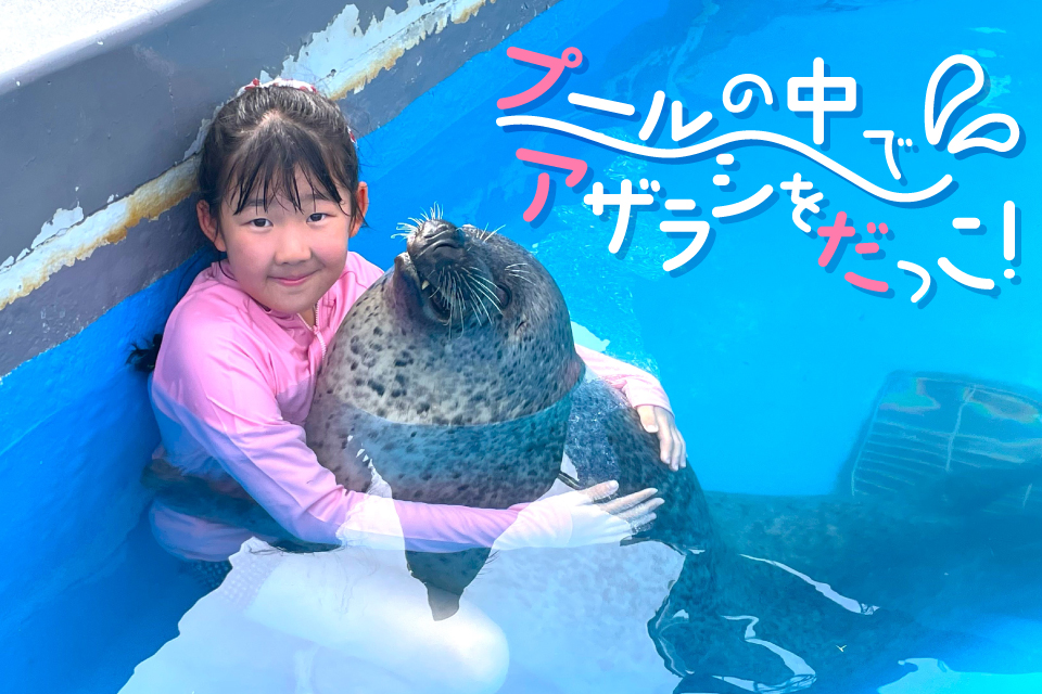 【7/4販売開始】プールの中でアザラシを抱っこ！