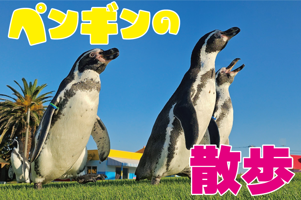 「10/5～」ペンギンの散歩