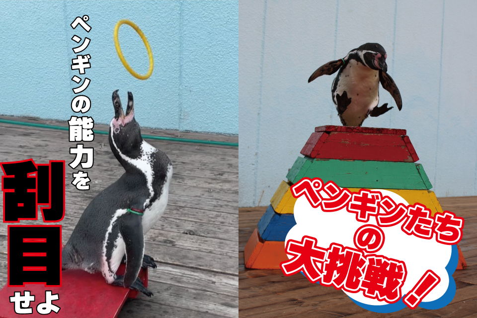 ペンギンたちの大挑戦！