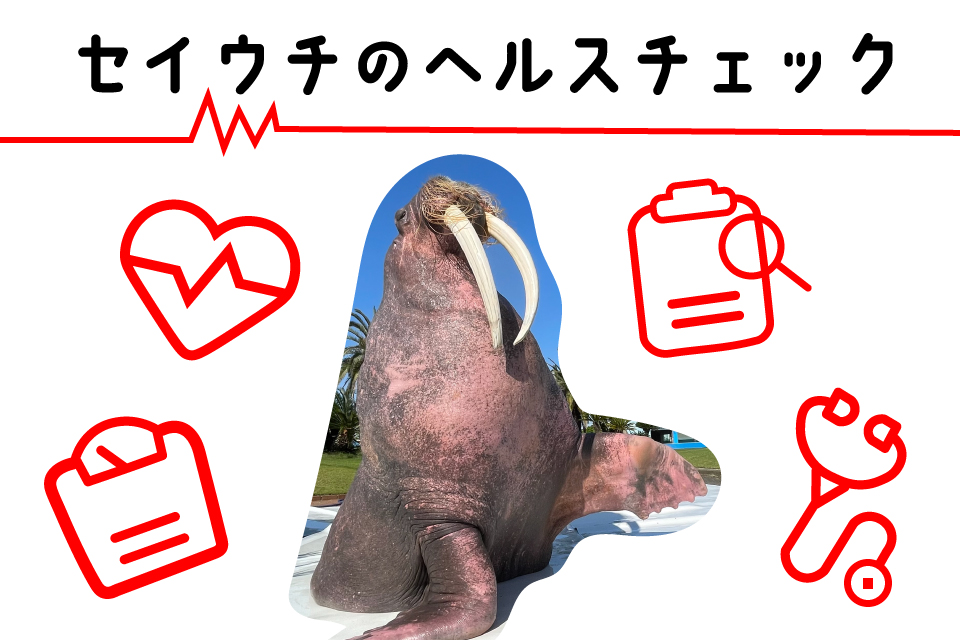 セイウチのヘルスチェック