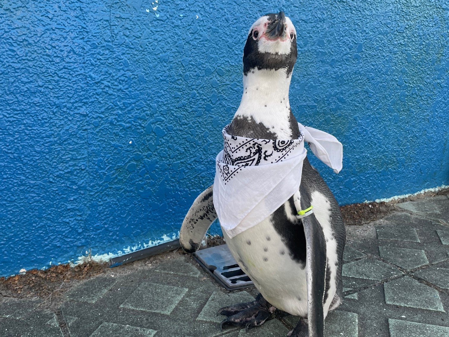 君の応援が力になる！ファーストペンギンカップ - 体験型水族館