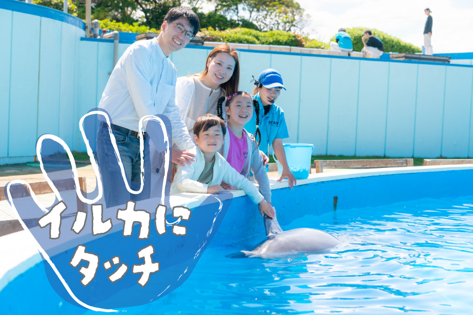 イルカにタッチ