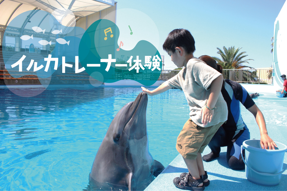 イルカトレーナー体験