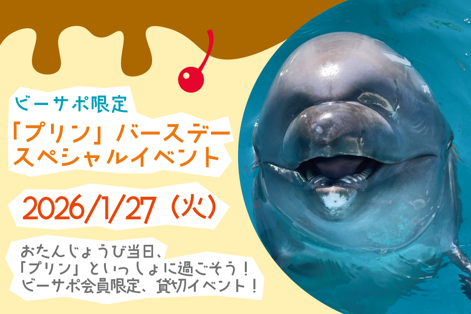 【ビーサポ限定】プリンバースデーイベント