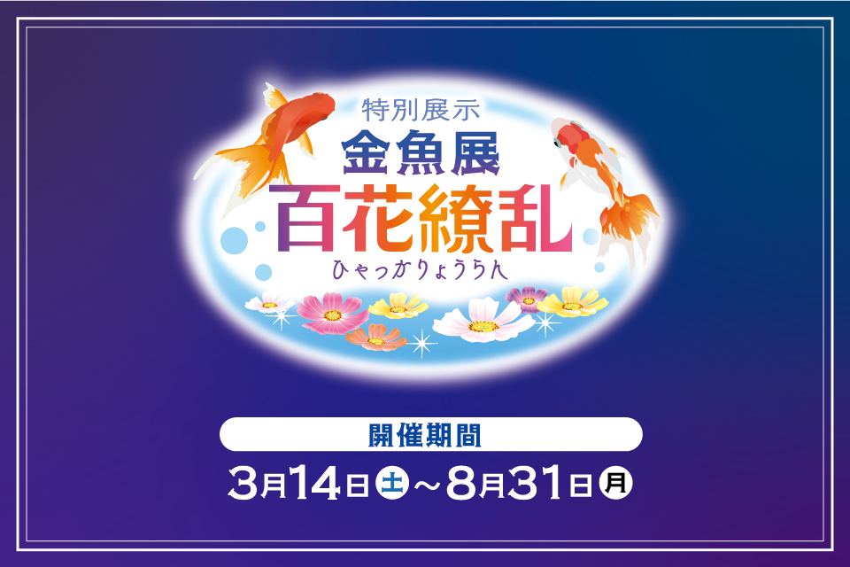 金魚展2026「百花繚乱」