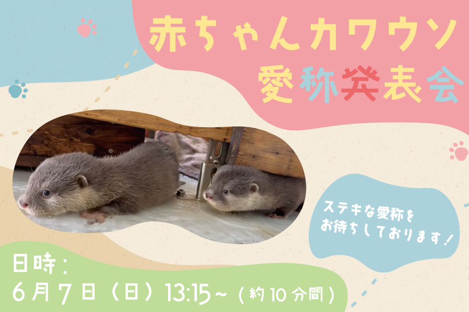 赤ちゃんカワウソ愛称発表会