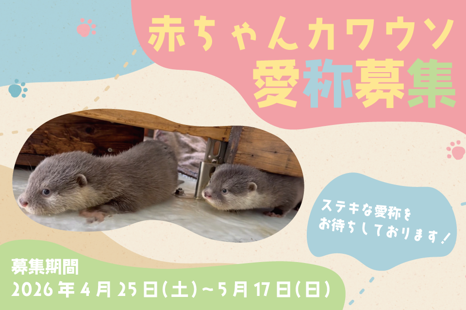赤ちゃんカワウソ愛称募集