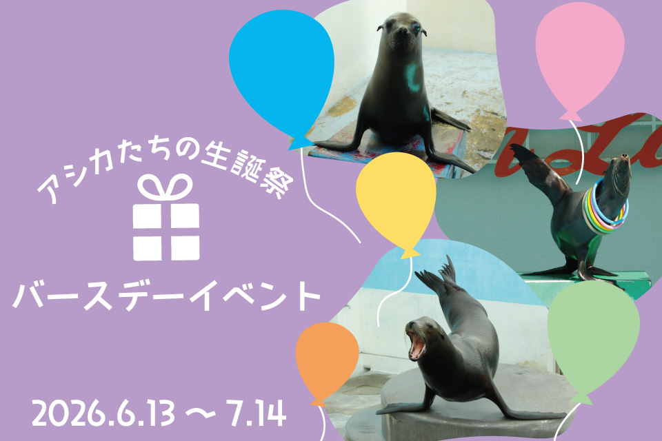 アシカたちの生誕祭