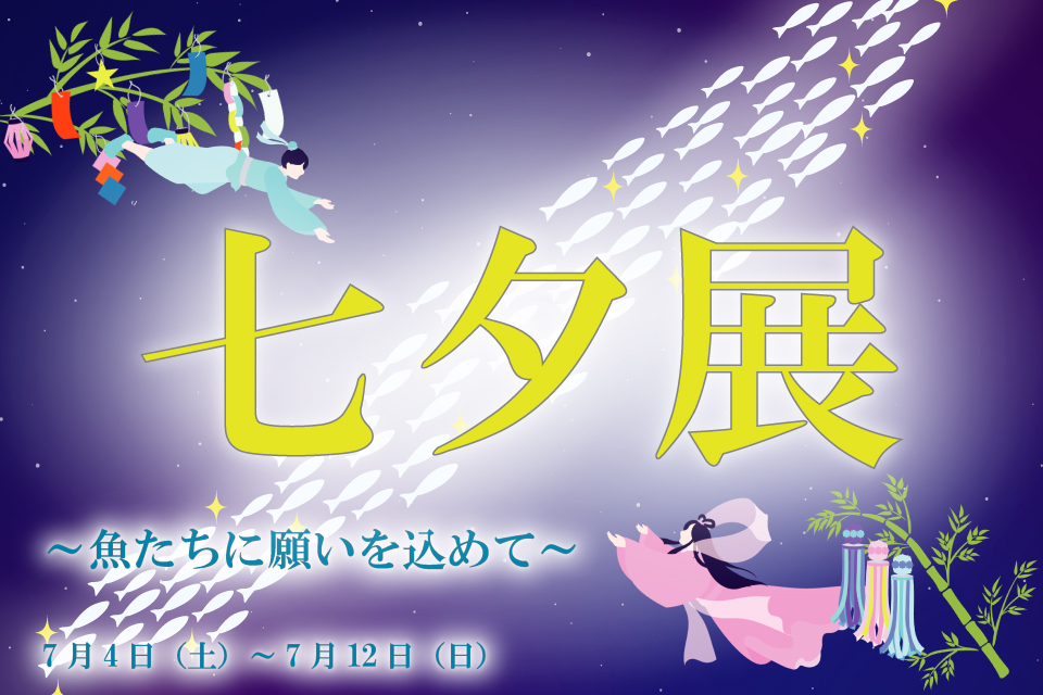 七夕展～魚たちに願いを込めて～