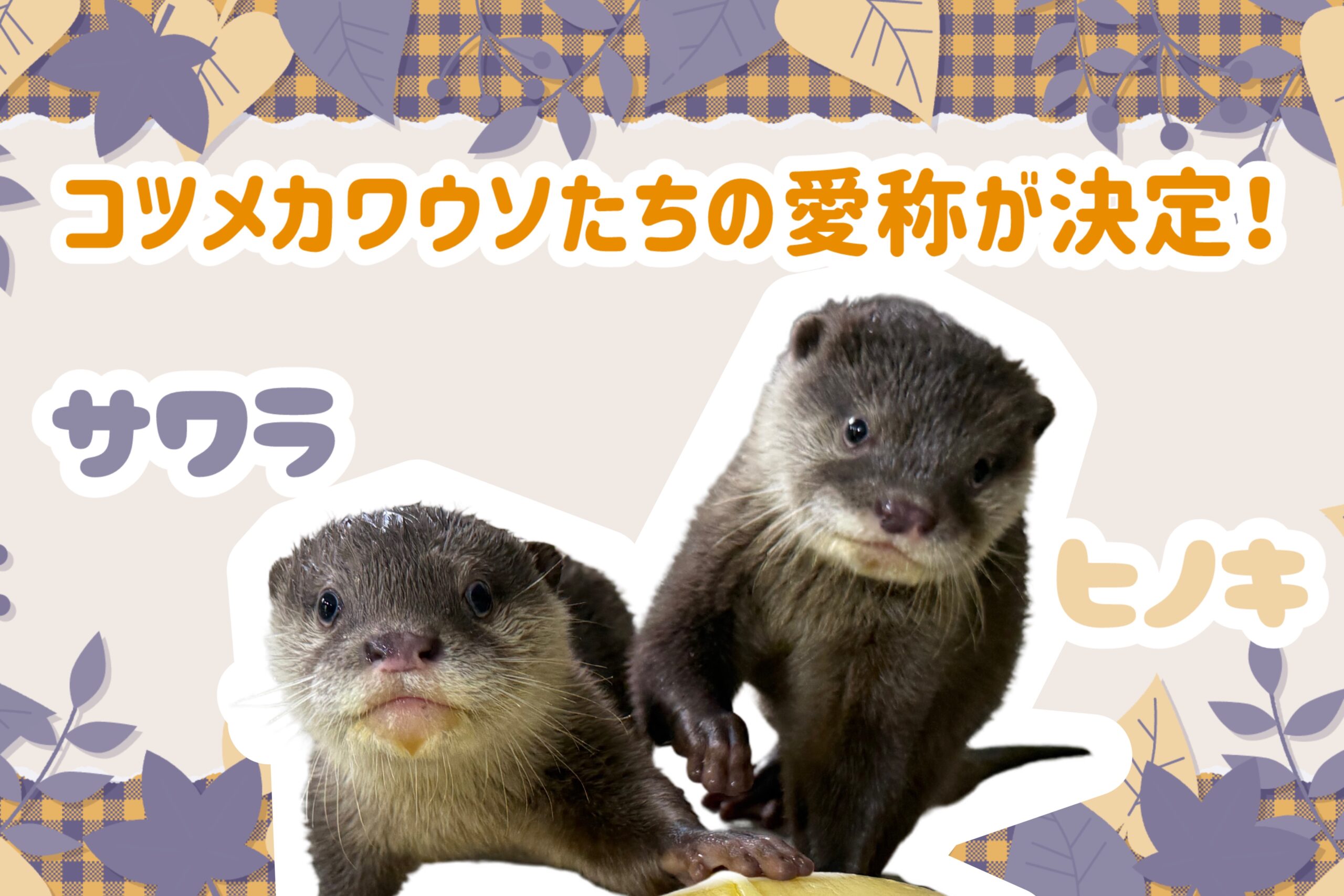 赤ちゃんカワウソ愛称決定！