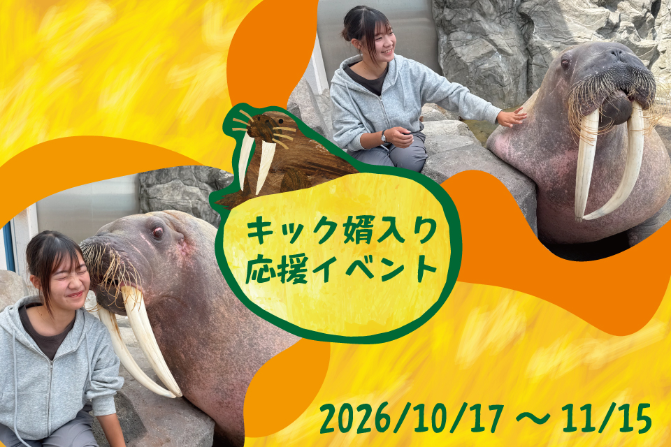 セイウチ「キック」婿入り応援イベント