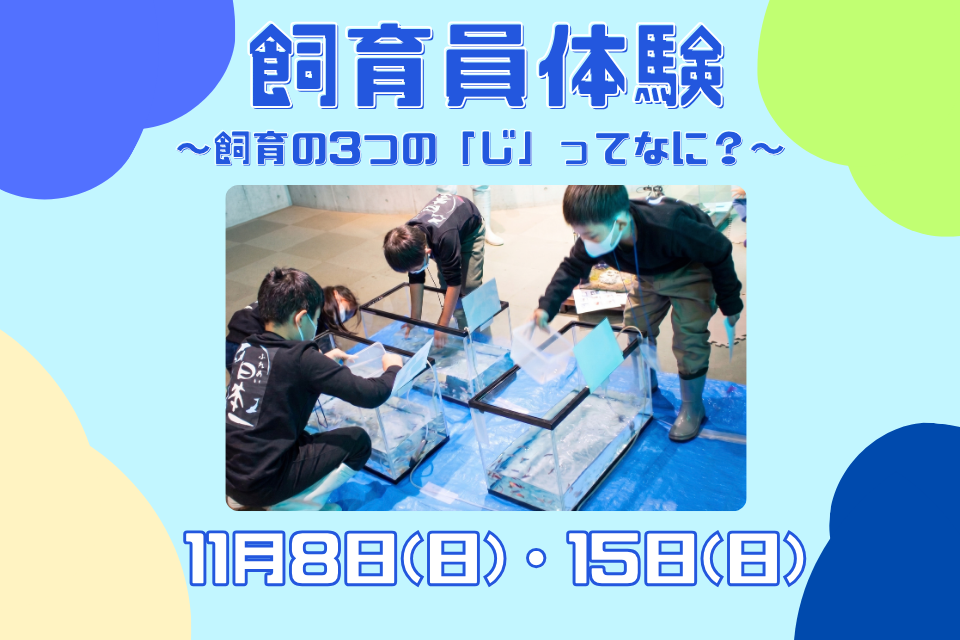 11/8(日)・15(日)飼育員体験